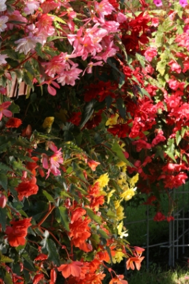 Picture of Begonia - Chanson Mixed F1